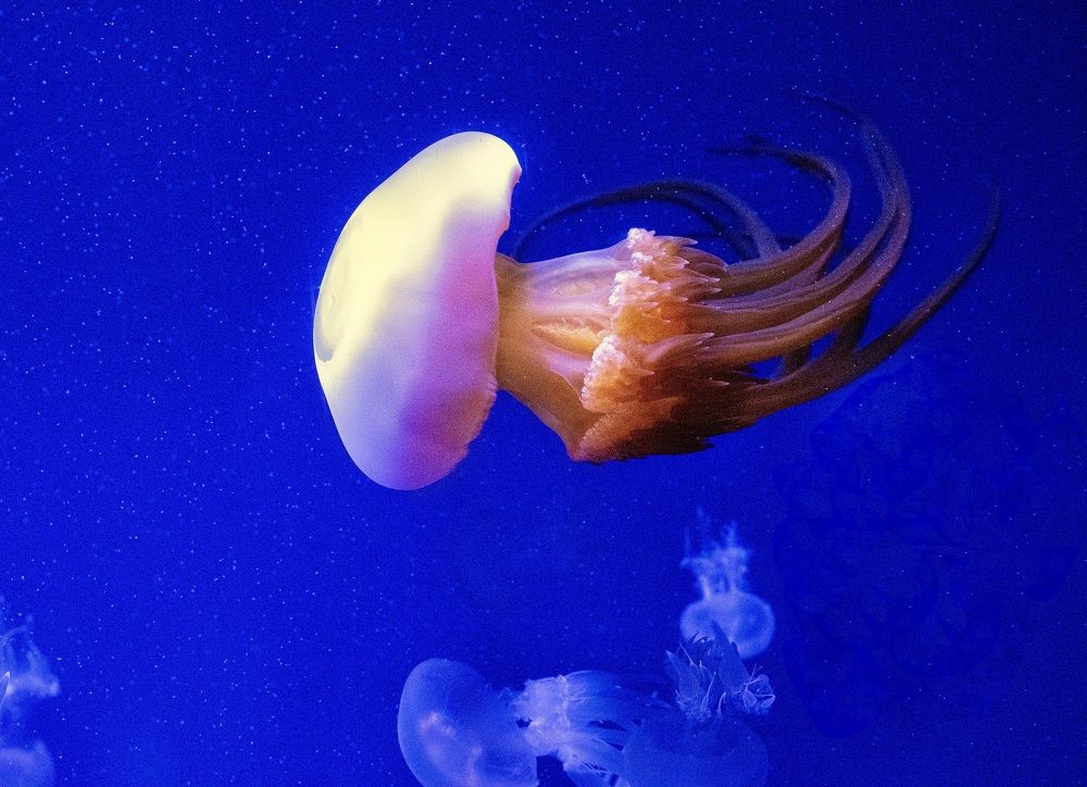 Photograph by Юлия Немченко