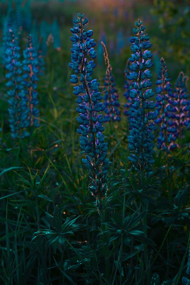 Photograph by Юлия Честнова