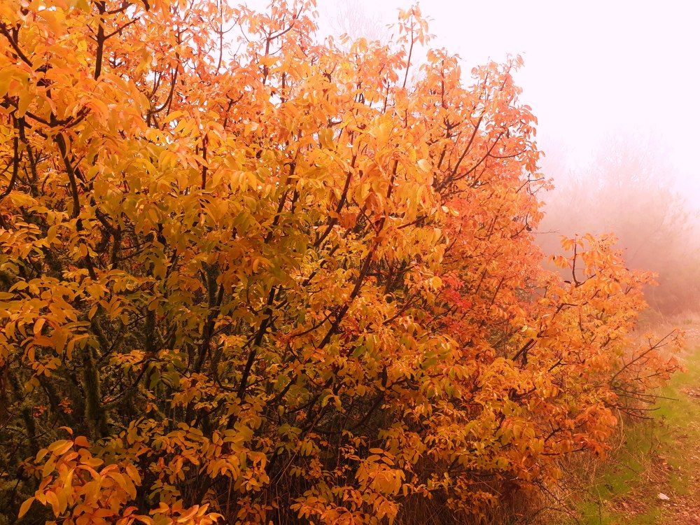 Photograph by Dilara C