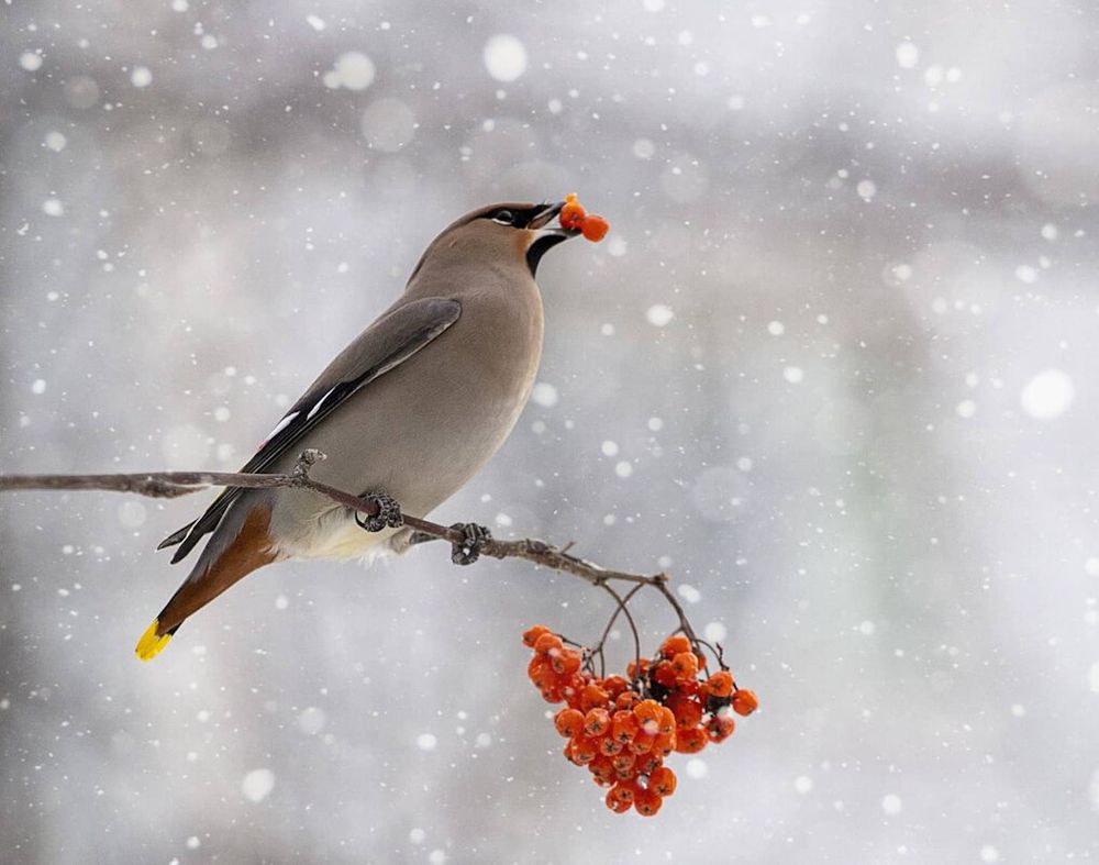Photograph by Мария Овсечук