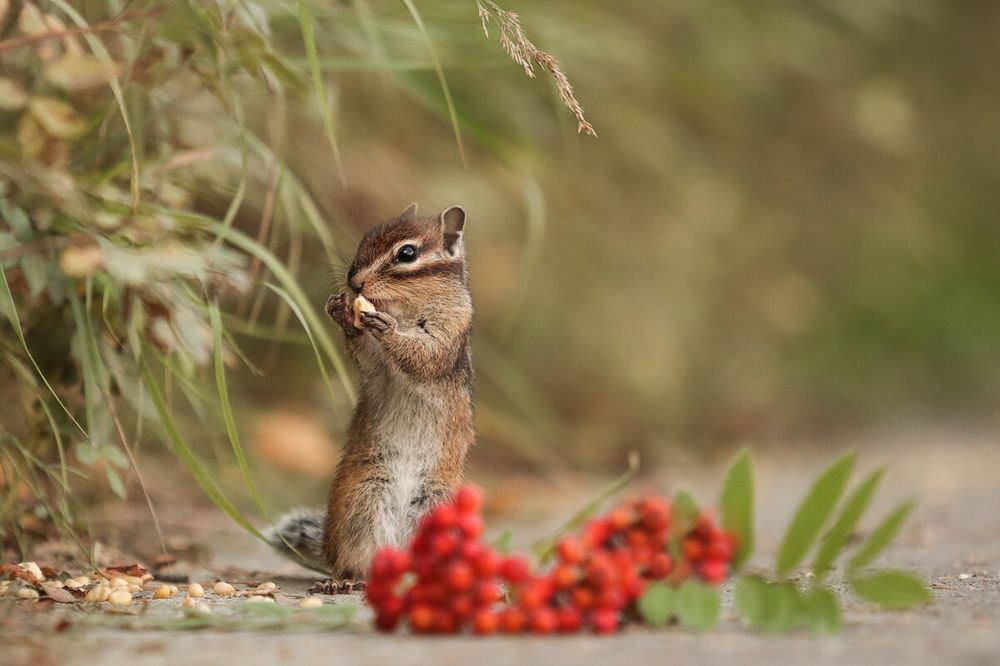 Photograph by Мария Овсечук