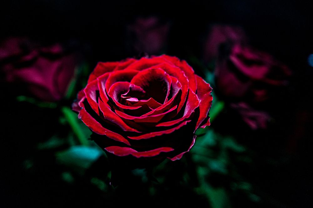 Photograph by Александр Левченков