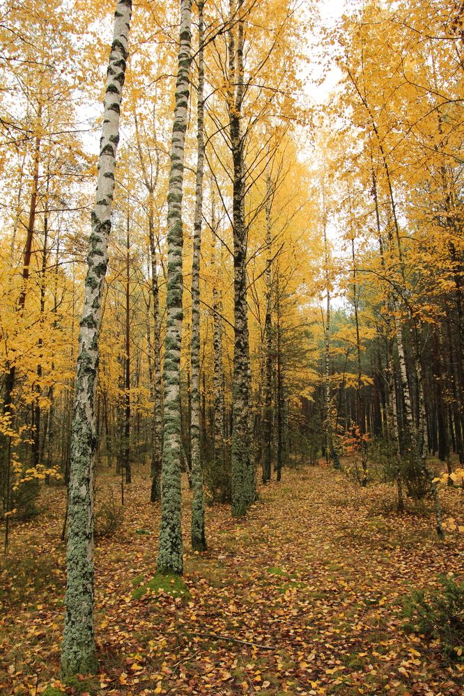 Фотография автора Елена Колосова