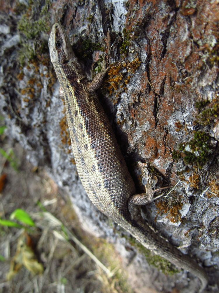 Photograph by Сергей Смирнов