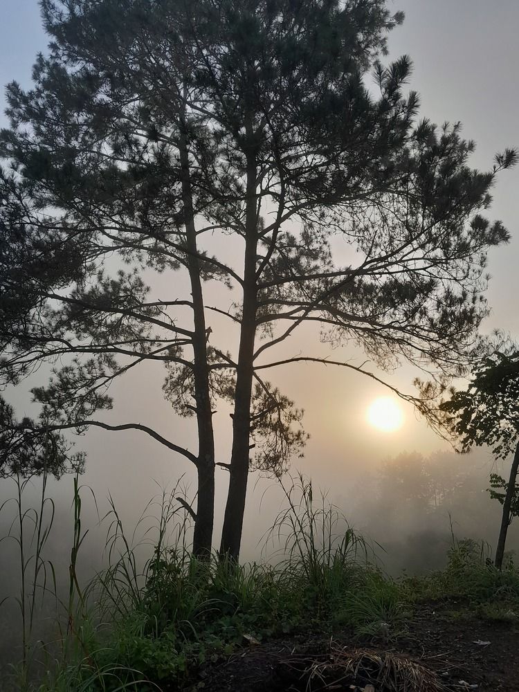 The Sun Under The Tree