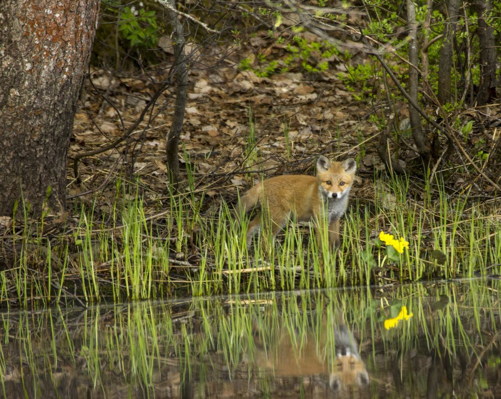 Маленький хищник