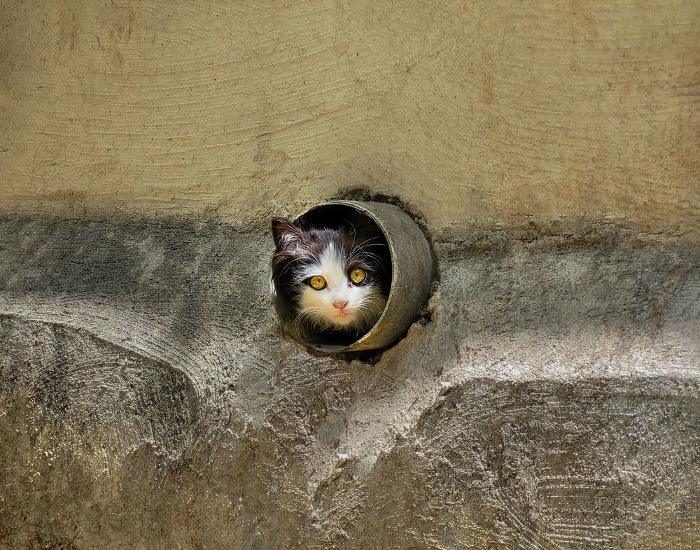 Фотография автора Mohammad Mohseni