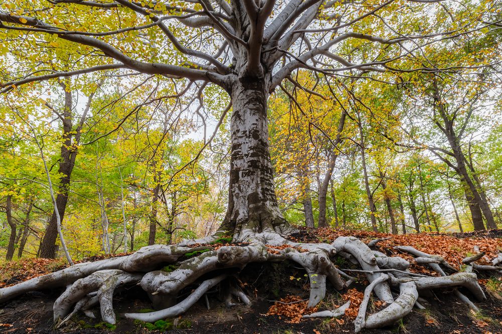 Photograph by Massimo Tamajo