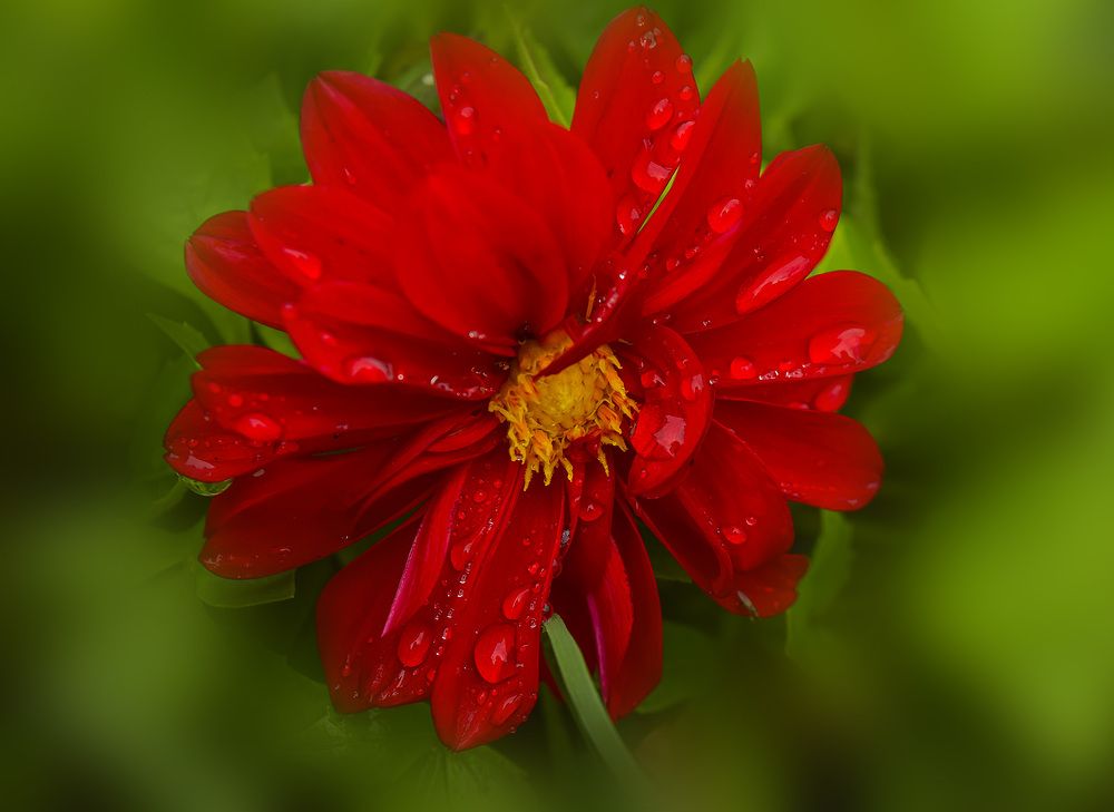 Хрустальные капли дождя