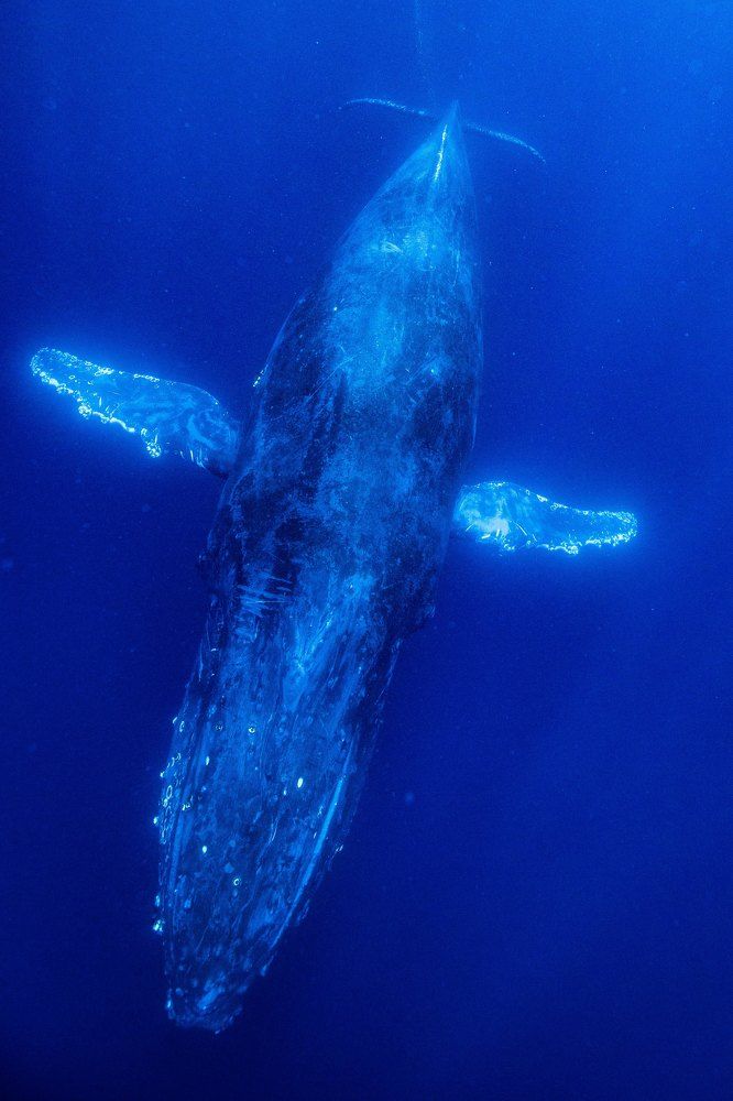 Photograph by Junya Higashi