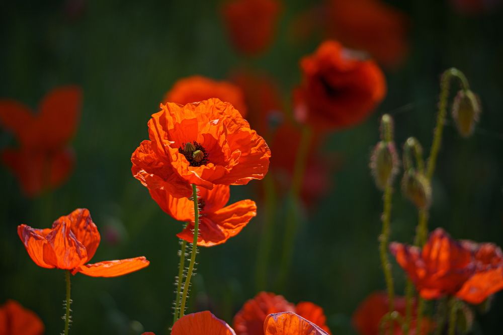 Photograph by Valdis Serzhans