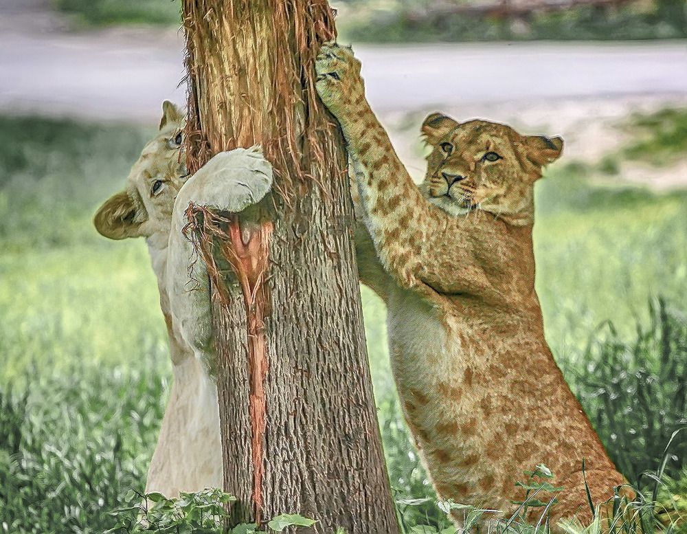 Photograph by Игорь