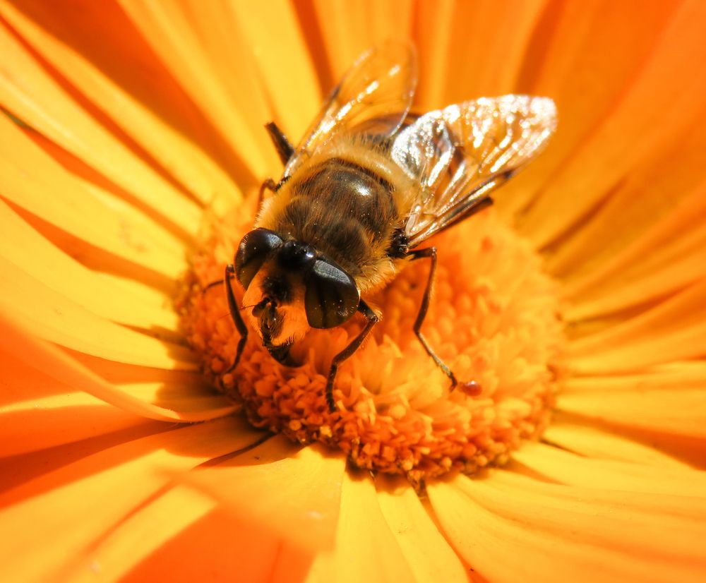 Fly on calendula
