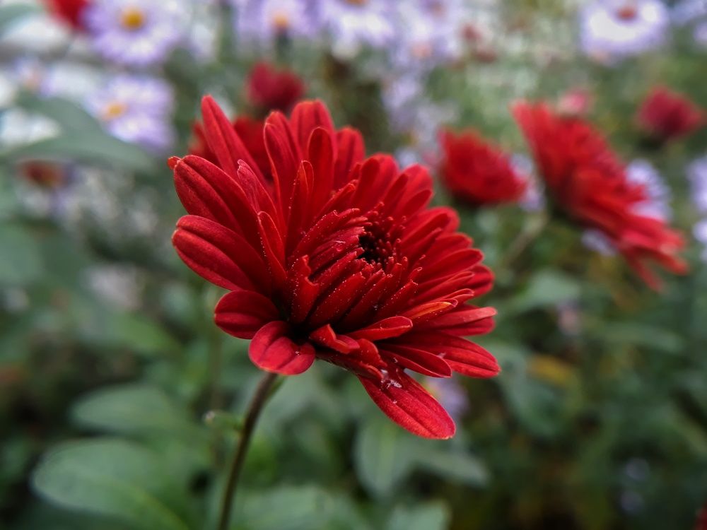 Photograph by Кристина Шляхова