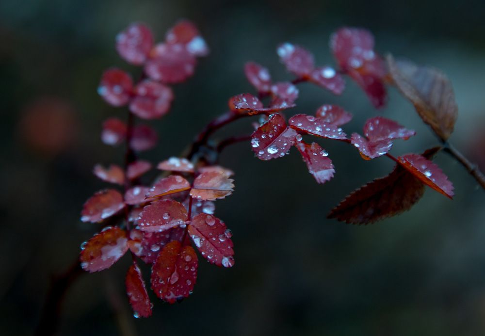 Photograph by Светлана