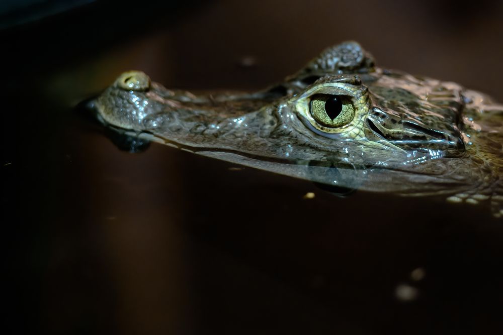 Photograph by Igor N. Adamov