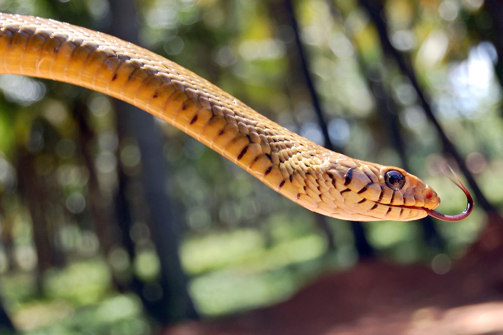 Photograph by SIVAMOORTHY VELMURUGAN
