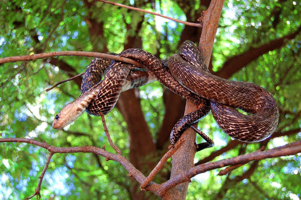 Photograph by SIVAMOORTHY VELMURUGAN