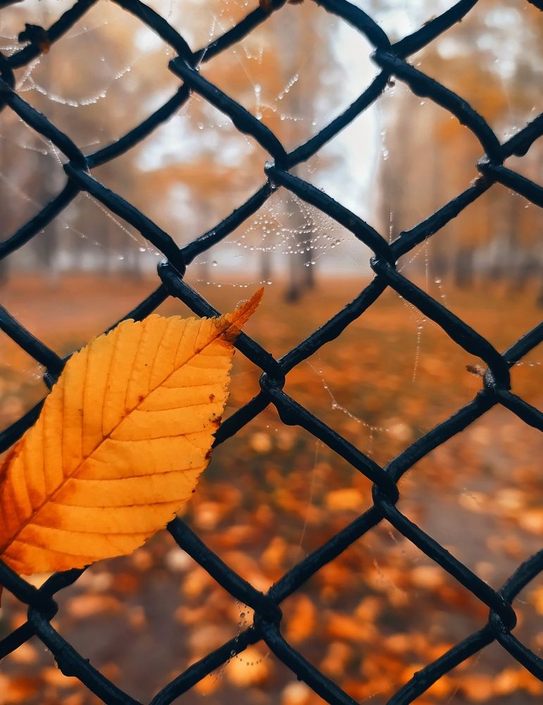 Photograph by Ирина Половцева