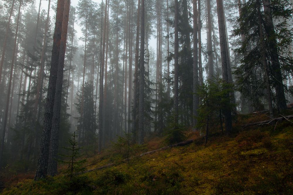 Misty forest