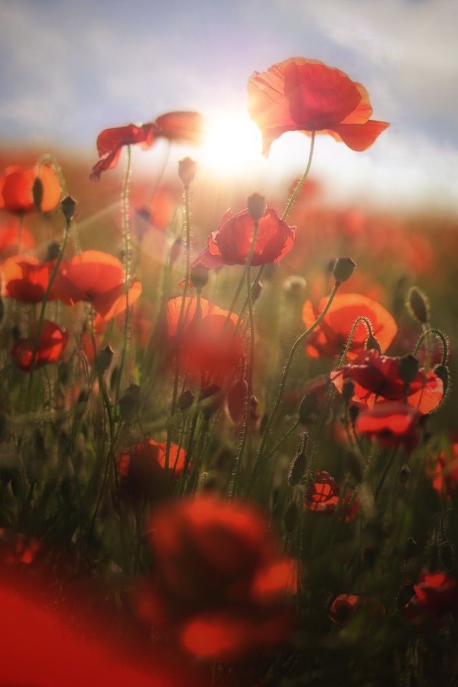 Photograph by 
