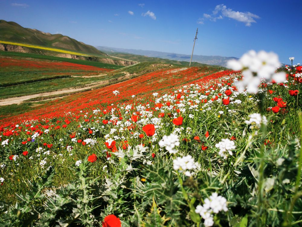 Photograph by Oleg Guchgeldiev