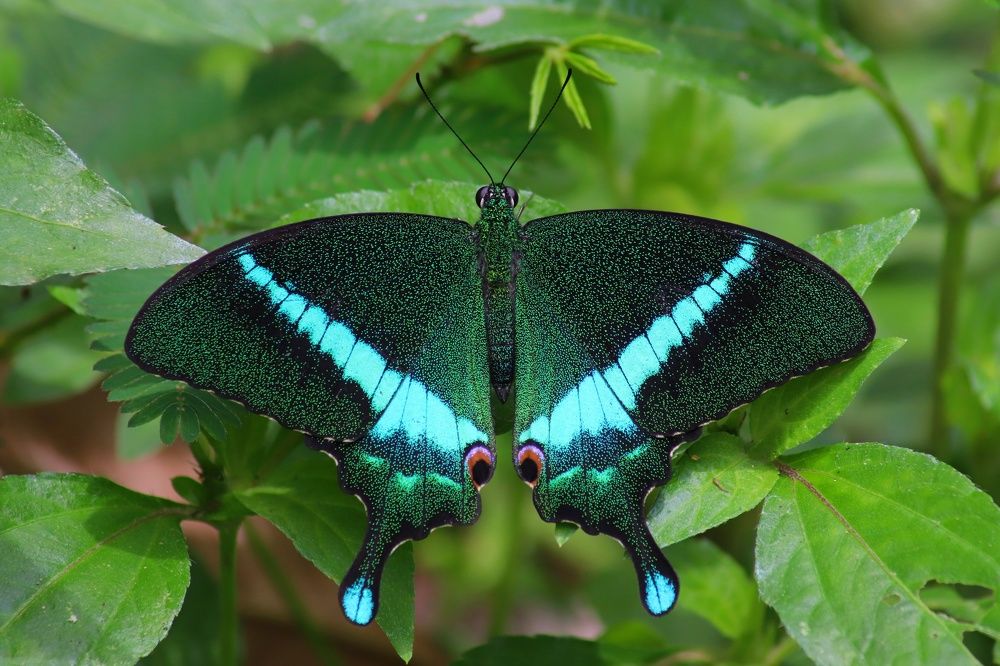 Фотография автора Darshan M. Trivedi