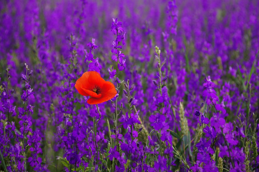 Свой среди чужих