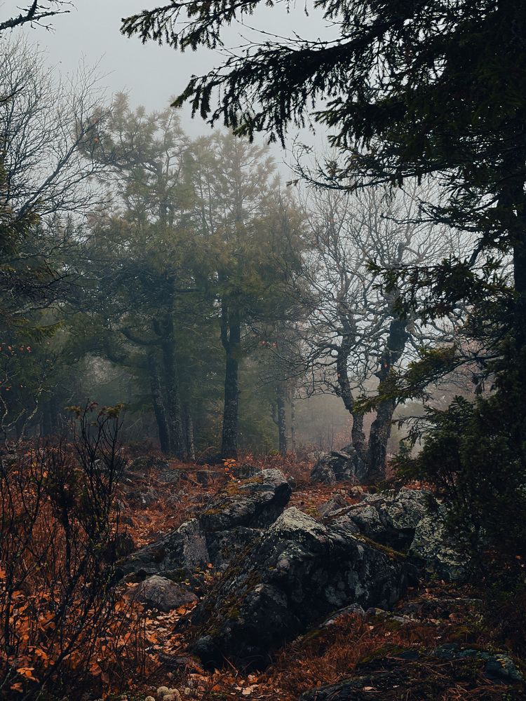 Photo #8330548