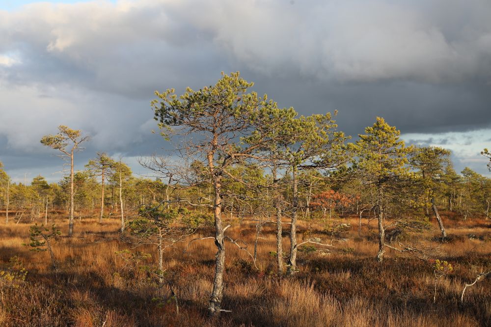 Фотография автора Андрей Шувалов