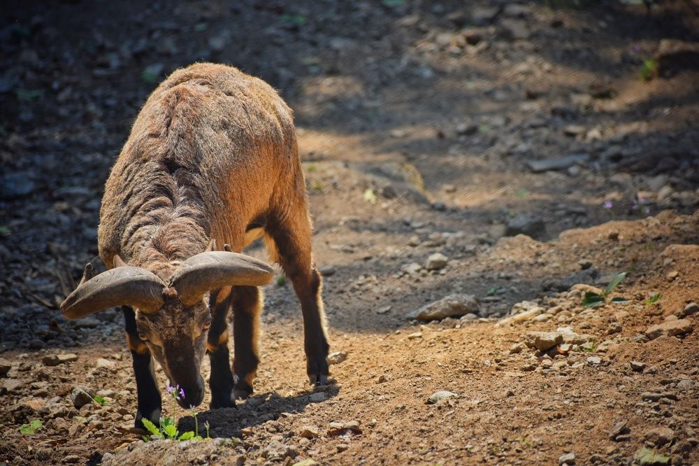 Photograph by Mainak Mondal