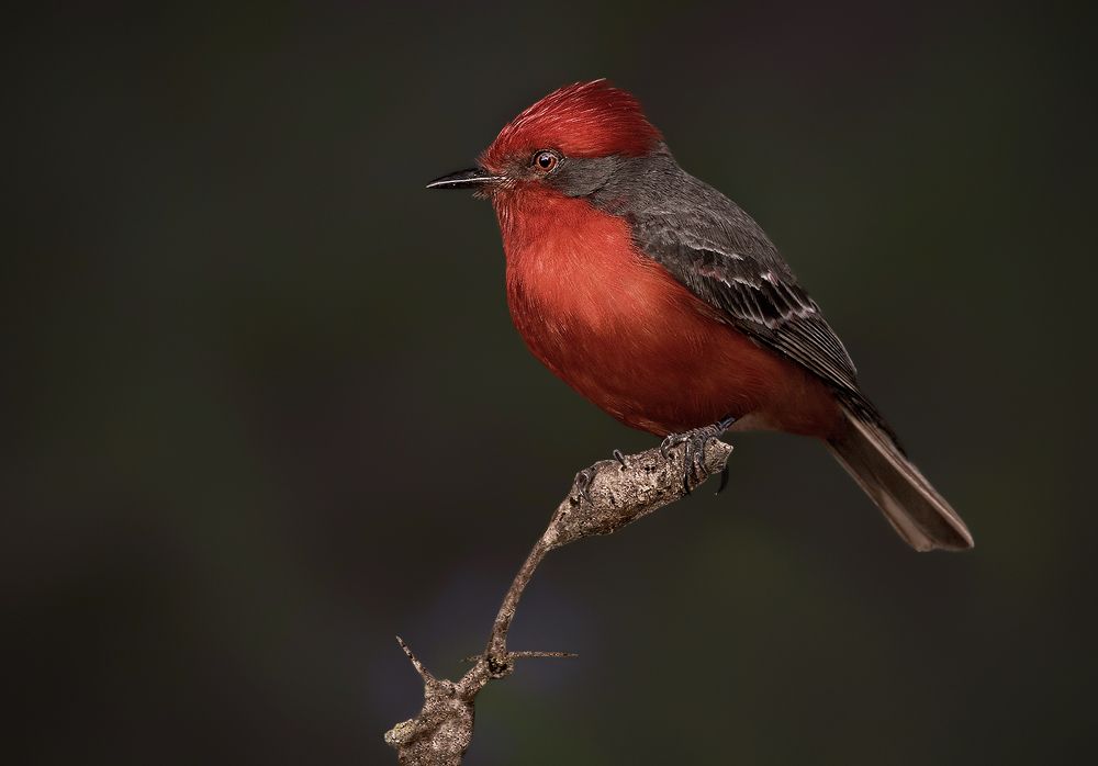 Vermilion Flycatcher