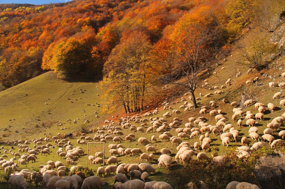 Пастбище у подножия гор
