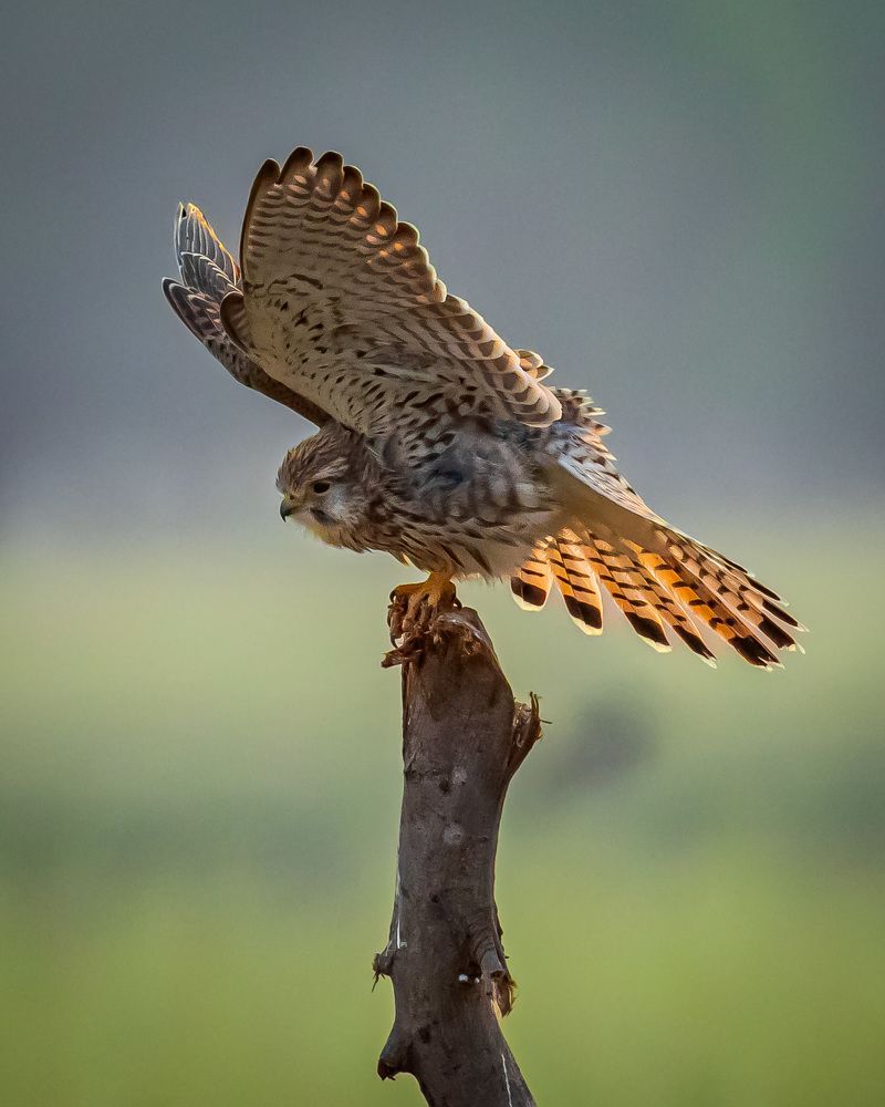 Photograph by ASHWINI BHONGE