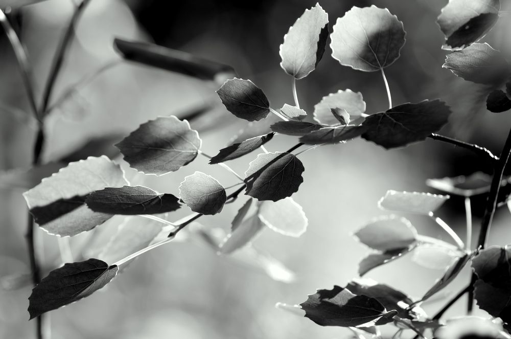 Photograph by Унку Юрий