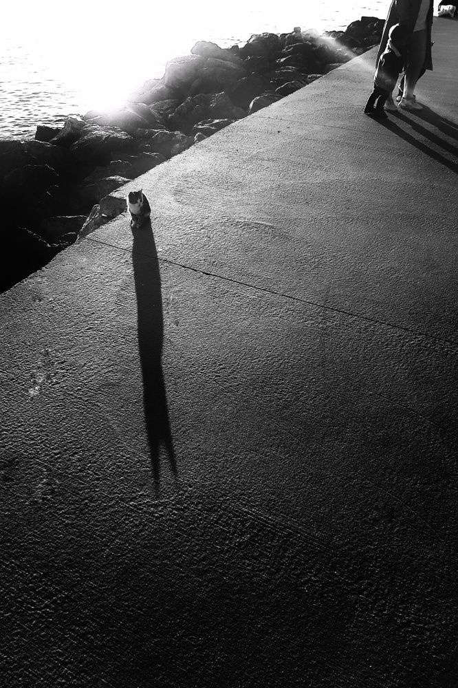 Kitten with monster shadow