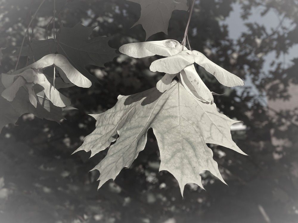 Photograph by Николай Худяков