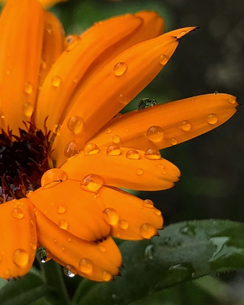 Photograph by Halina Mitsevich