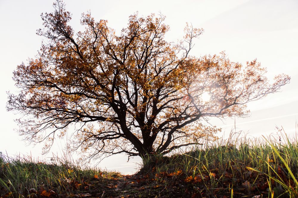Photograph by Полина Каменкова