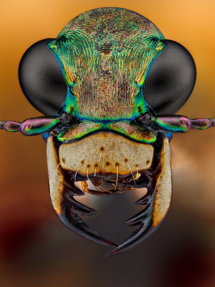 Cylindera germanica.