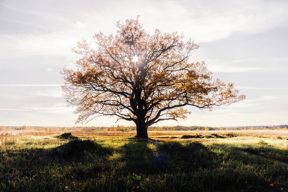 Photograph by Полина Каменкова