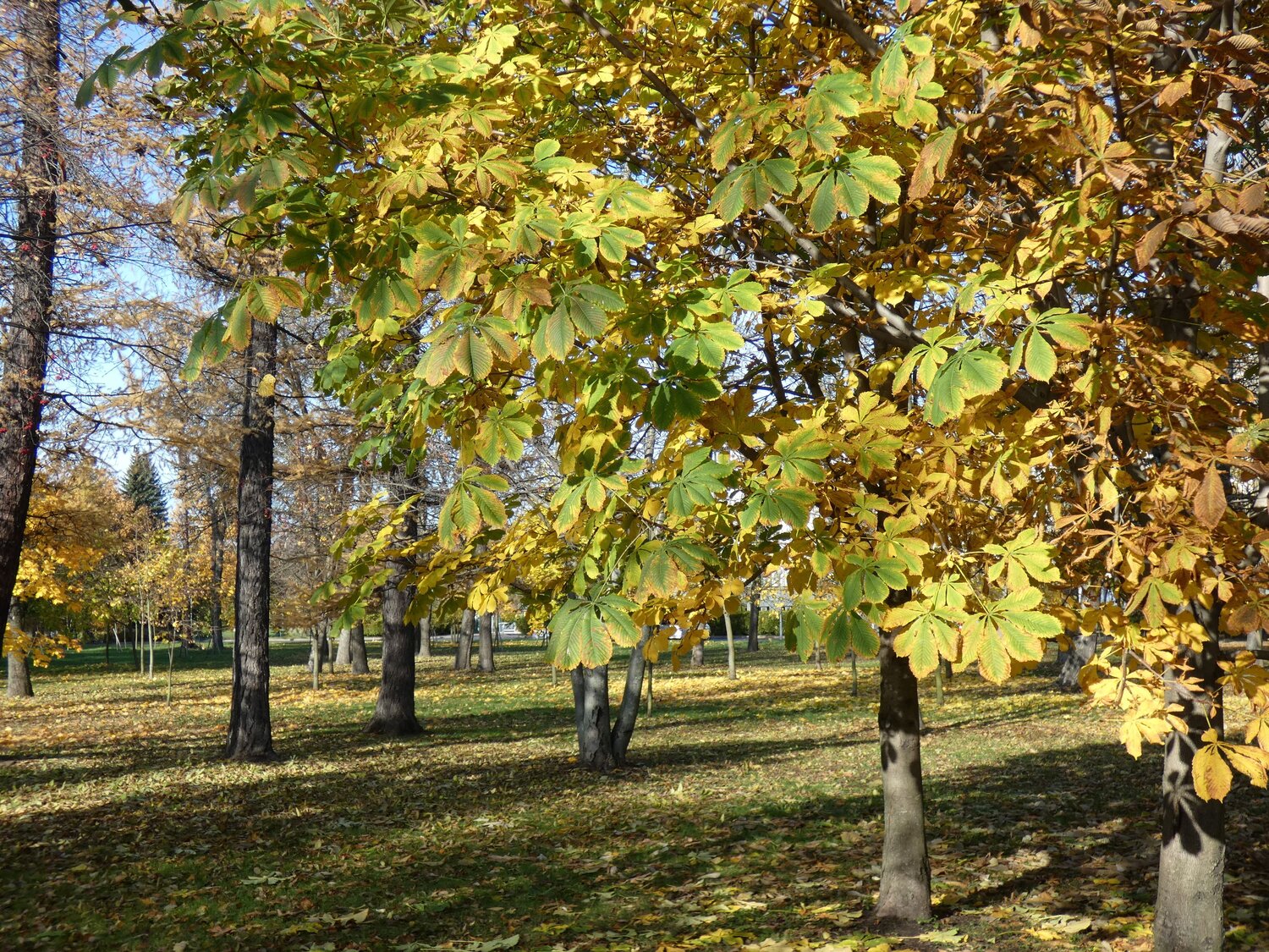 Photo #8331456