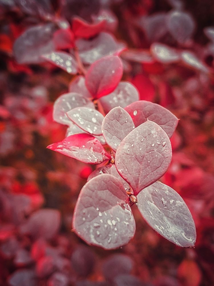 Photograph by Виктория Селютина