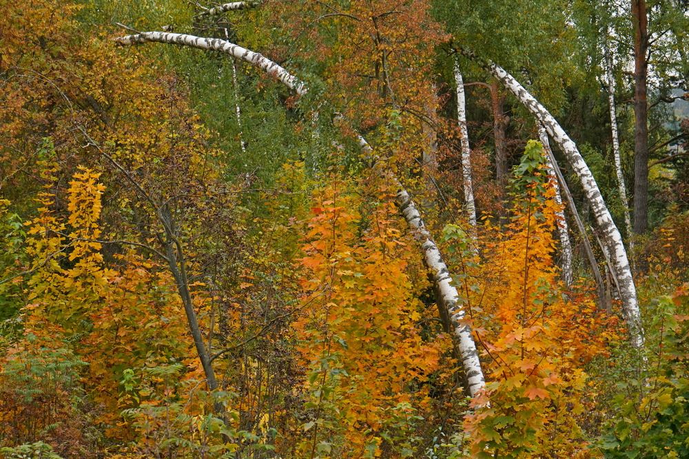 Photograph by Елена Копейкина