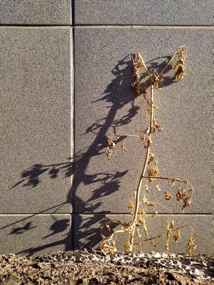 Photograph by Olga Gorokhova