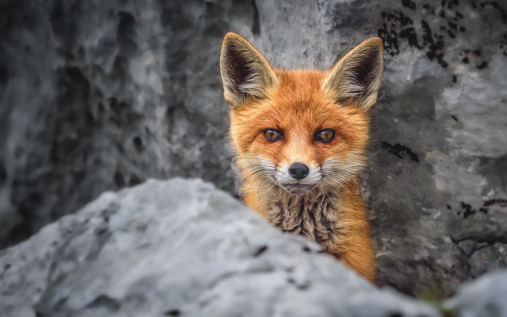 Настороженность