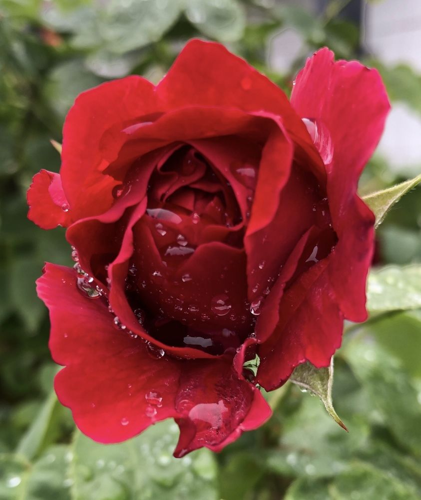 Photograph by Марина Георгиева