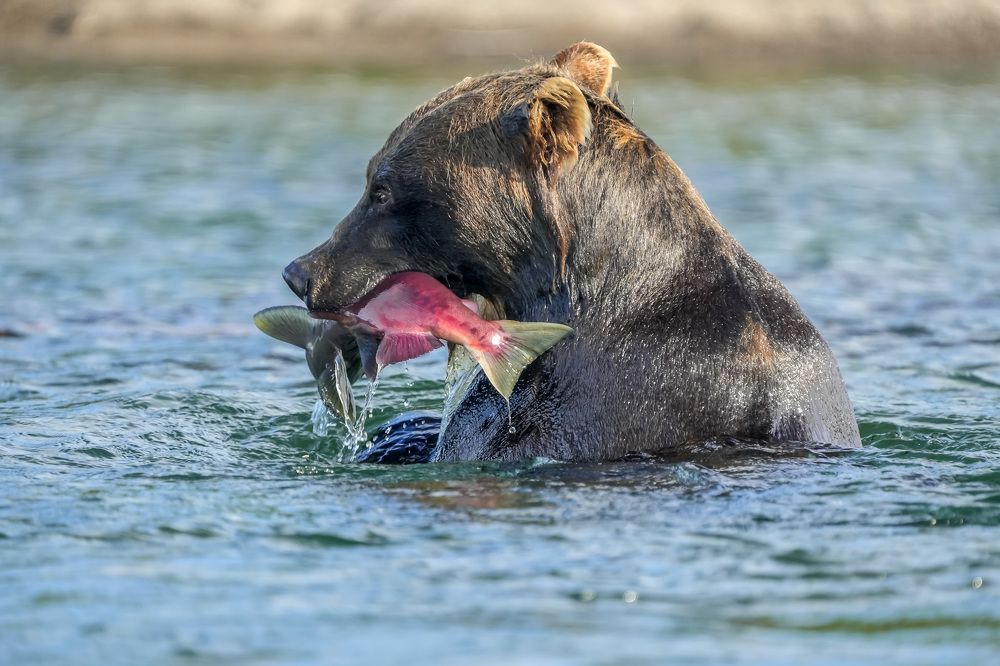 Photograph by Илья Труханов