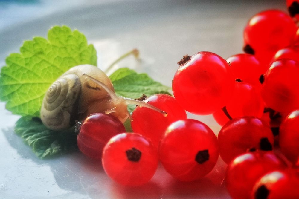 Photograph by Елена Николаева