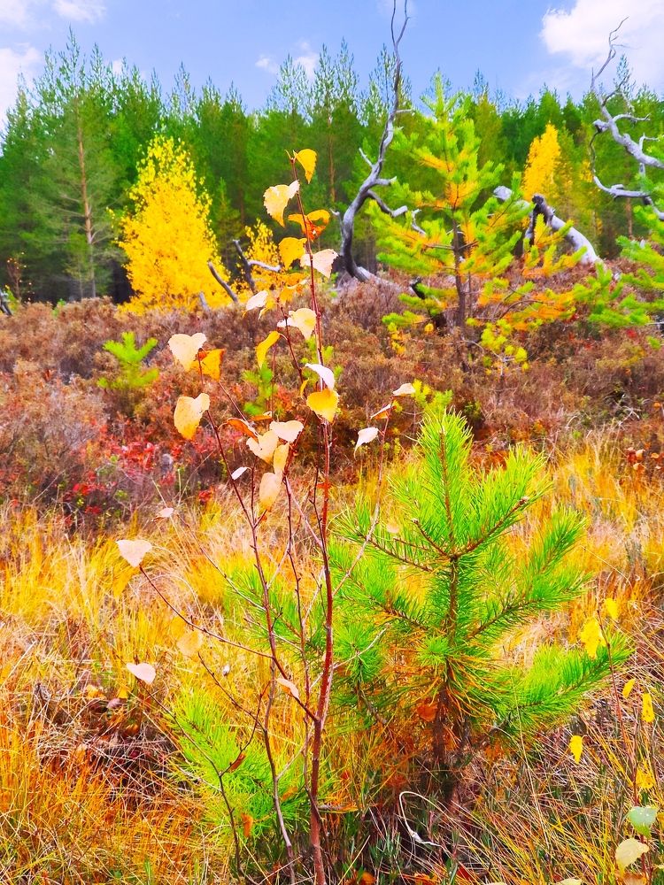 Photograph by Оксана